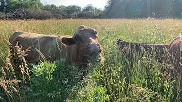 Dexter Cattle Grazing Perennial Pasture, Greg Judy Style