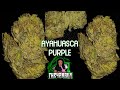 Ayahuasca purple  osage creek cultivation  medical marijuana review the420guy