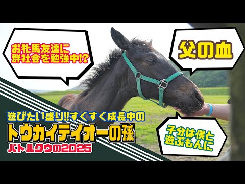 【更にデカく成長!?】遊びたい盛りのバトルクウ2025に会ってきた
