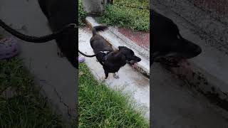 I met this cutie doggie named eveready#doglover #youtubeshorts