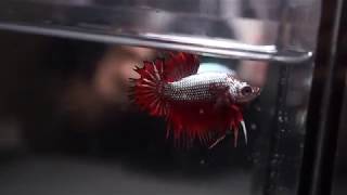 Juvenile Dragon Red Silver Crowntail Plakat Ctpk Male Betta Fish