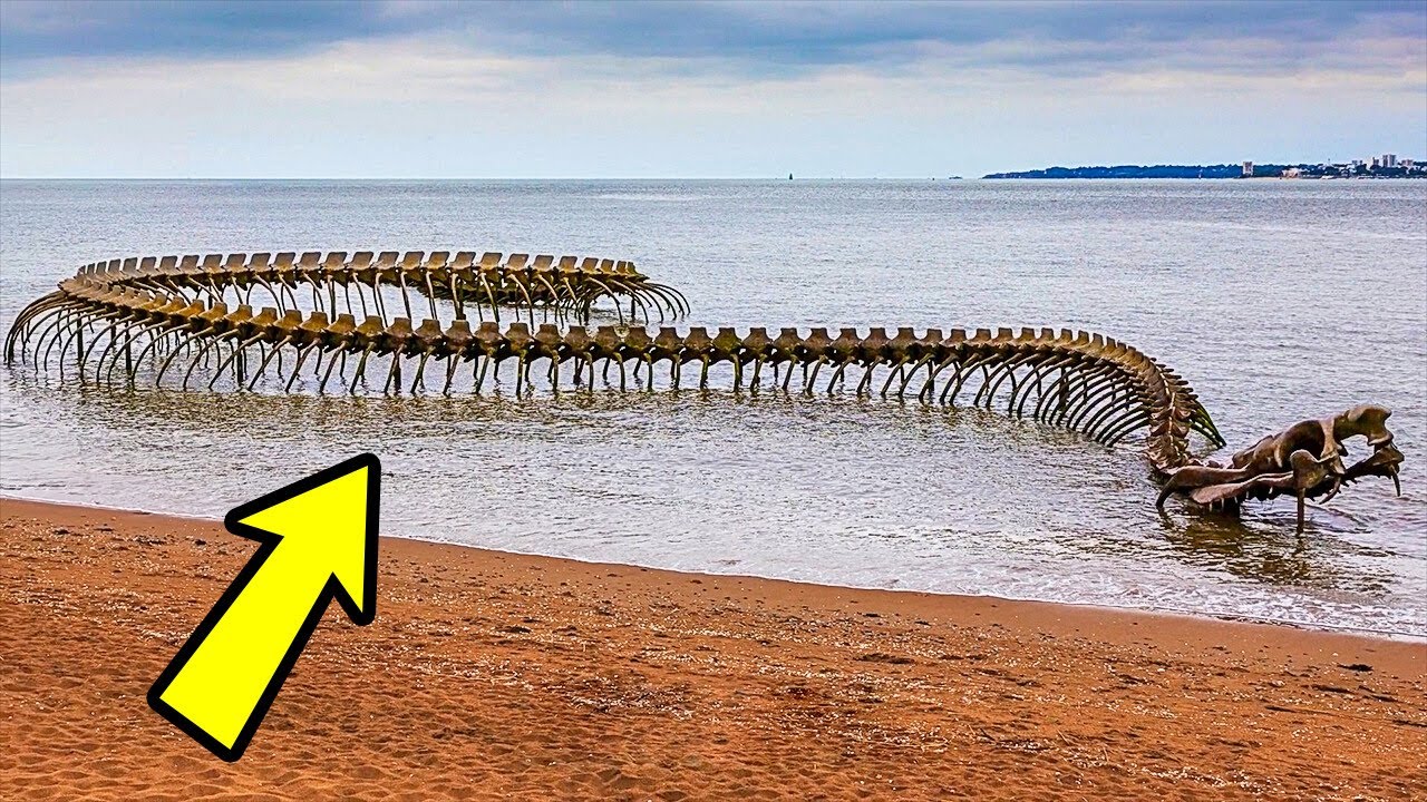 Größter Vogel Der Je Gelebt Hat Die größten Lebewesen, die je gelebt haben: Größenrekorde - YouTube