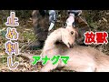 鹿の捕獲止め刺し＆アナグマの放獣『サバイバル＊食糧調達』田舎暮らし猟師の日常