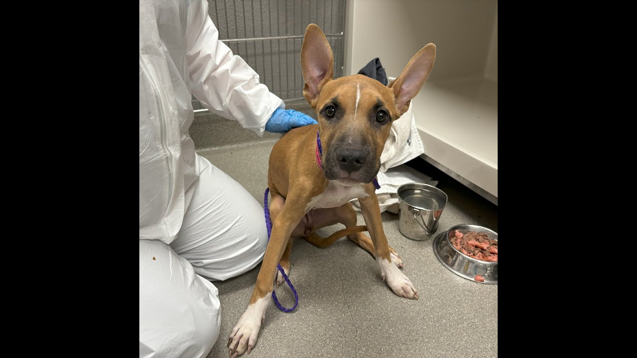 New Parvo Treatment is Game Changer For Sick Shelter Puppies