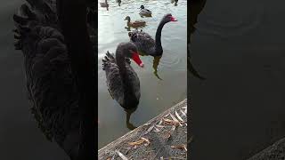 Relax of birds (swans) 6