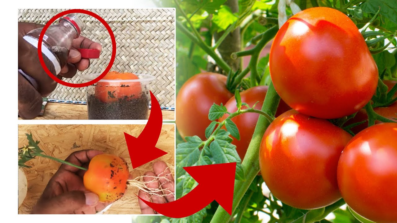 How to plant tomatoes in pots and produce in 30 days YouTube