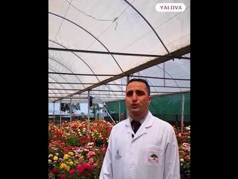 Yeni Gül Çeşitleri Geliştirilmesi Projesi ile Yalova’da Yerli Gül üretiyoruz. // New Rose Varieties