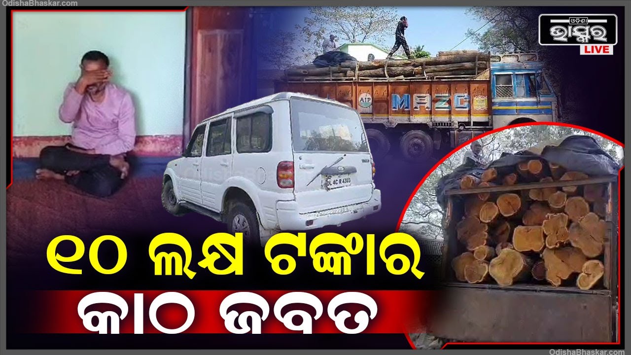 ବନବିଭାଗ ପକ୍ଷରୁ କାଠ ବୋଝେଇ ଟ୍ରକ ଏବଂ ସ୍କର୍ପିଓ ଗାଡି ଜବତ | ଦୁଇ ଜଣଙ୍କୁ ଧରିଲା ବନବିଭାଗ