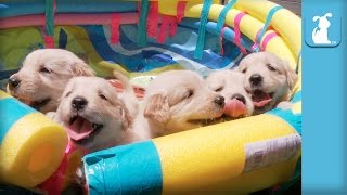 So Many Golden Retriever Puppies! (CUTE COMPILATION) - Puppy Love