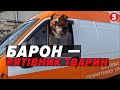 🐶ПЕС-РЯТІВНИК! Барон вивозить інших тварин з ЗОНИ БОЙОВИХ ДІЙ