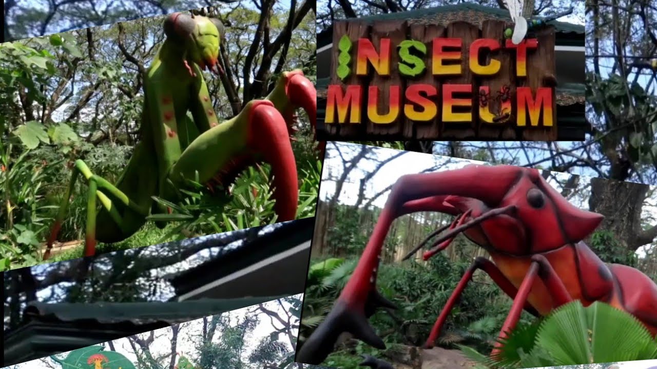 INSECTLANDIA. Insect Museum. Travel with Kids. Educational Tour