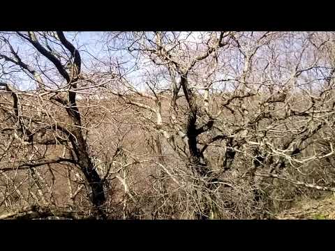 Video: Kış Marcescence – Ağaçlardaki Marcescent Yapraklar Hakkında Gerçekler