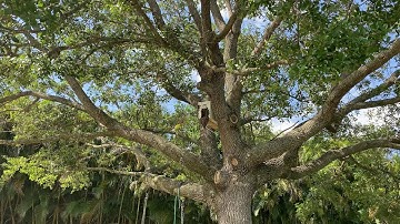 Swarm Trap Success!!!