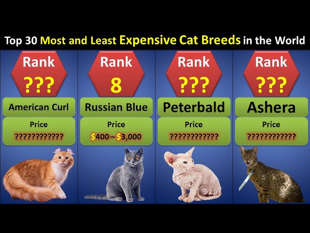 The 30 best cat breeds, ranked