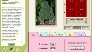 Virtual Lab: Genotypes & Phenotypes