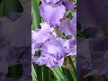 24 май 2026 г.Перуники, Iris, Vulgarisдекоративно Стара Загора