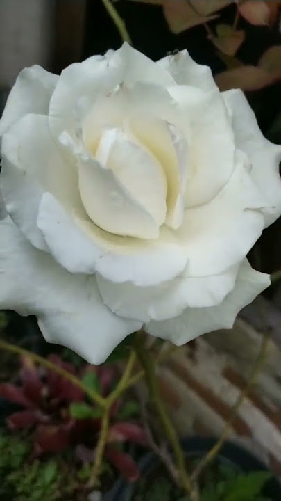 bunga mawar putih & artinya