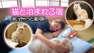 旅館に泊まったらお部屋に猫がいた！！【まいきゃっと湯河原】