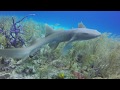 The curious nurse shark brought to you by scuba shack tv