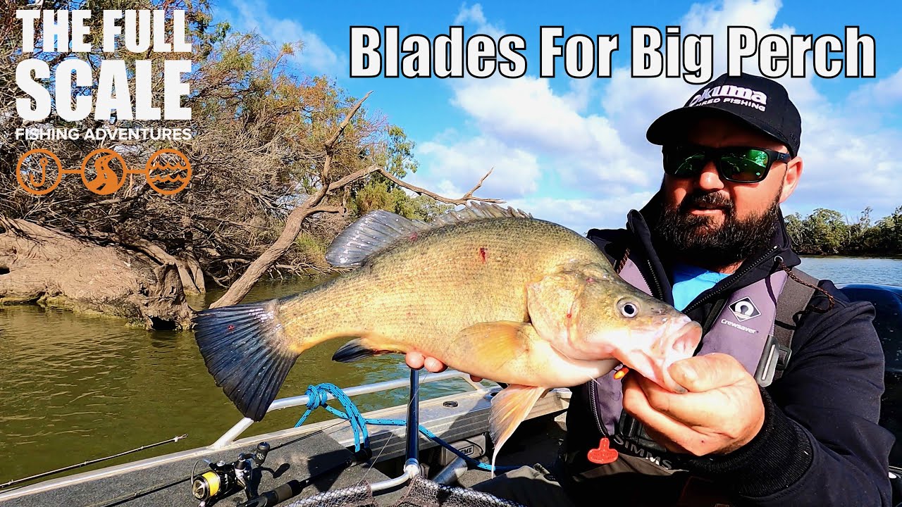 Blades For Big Perch  The Full Scale 