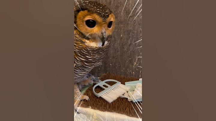 Bibib Menutupi Jejak supaya Papa tidak Marah 🧹🧽🦉#funnypets #funnyvideo #cute #funny #owl