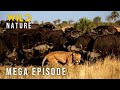 🔴 SAVANNAH TITANS – The Great Challenge for Dominance (Mega Episode) I Nature Animal Documentary