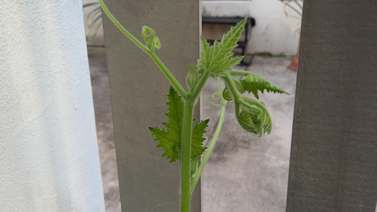 Sea Bass with Pumpkin Stems The Bengali Way// YouTube