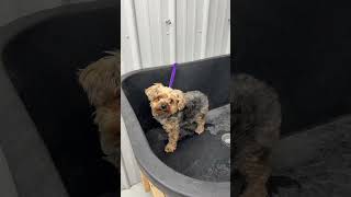 Daisy’s spa day! 🥹🐾 #morkie #doggrooming #adayinmylife #groomwithme #grooming