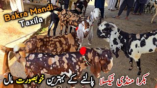 Khubsorat Bakry Or Pathy Taxila Bakra Mandi Update July 2026