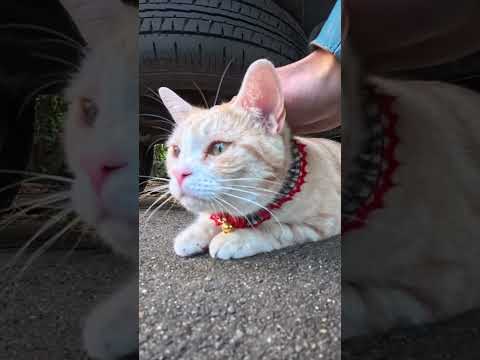 撫でられてる途中、遠くに獲物を見つけた猫