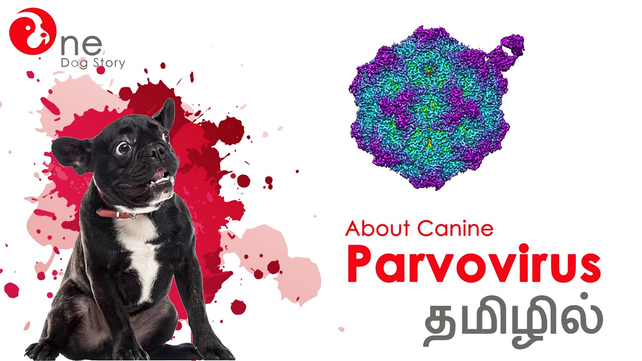 розенфелт "первая степень". One dog. One dog. Three dogs. лед one dog.