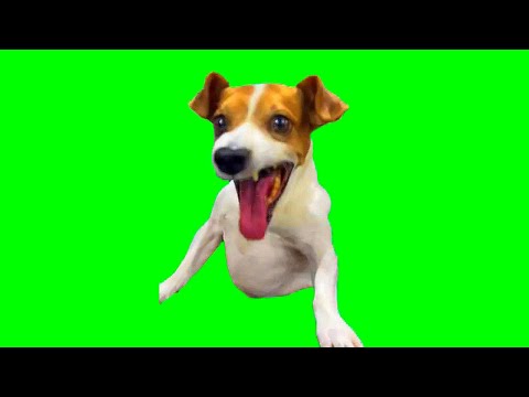 Green Screen Laughing Dog Meme