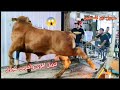 تنزيل اقوى واشرس عجول عيد الاضحي 2022 يوم عرفه في شوارع مدينه رفح