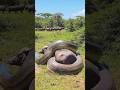 Top 5 Biggest Snakes with Insane Appetites! 🐍😱
