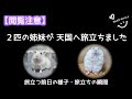 【閲覧注意】2匹の姉妹ハムスターが天国へ旅立ちました