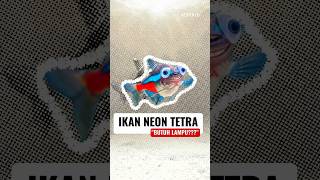 Ikan Kecil Tapi Bikin Akuarium Glow! Inilah Ikan Neon tetra #ikanneon #ikan