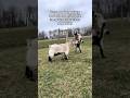 Conway is walking on thin ice 😆 #goats #babygoats #farm #funnyanimals #pets #cuteanimals #funny