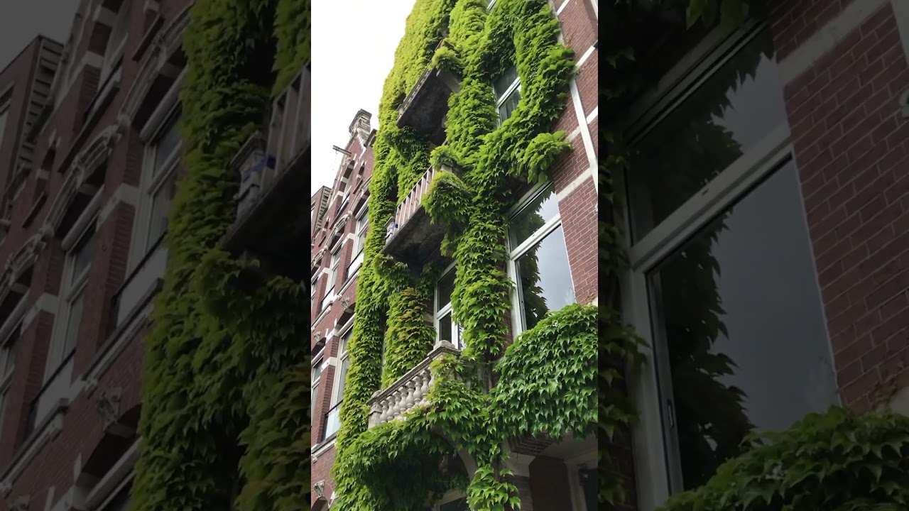 Random building in Amsterdam 🌳☀️🫶🇳🇱 #dutchculture