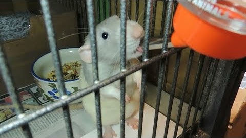 My 5 Red Dwarf Rats Being Cute In Their Cage!