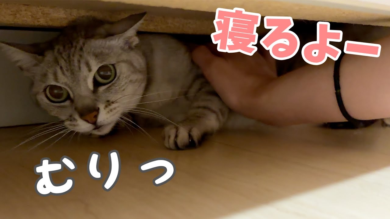 It's hard for mom to move the cat's sleeping time by herself