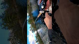 CUT MY BAIT INTO PIECES monster muskie munch #fishing #fish #musky #wow #river #mindset #action