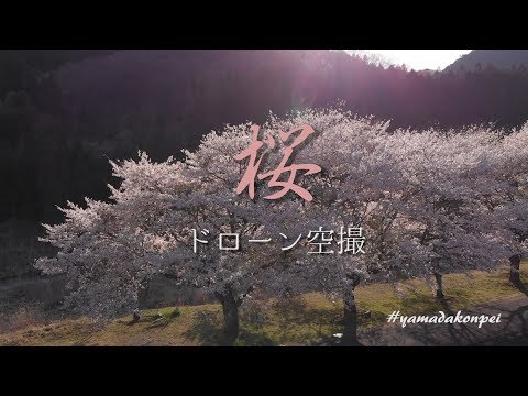【桜ドローン空撮】牧親水公園の桜