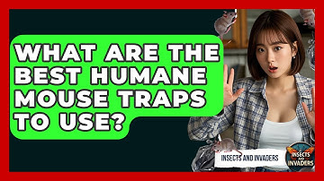 What Are The Best Humane Mouse Traps To Use? - Insects and Invaders
