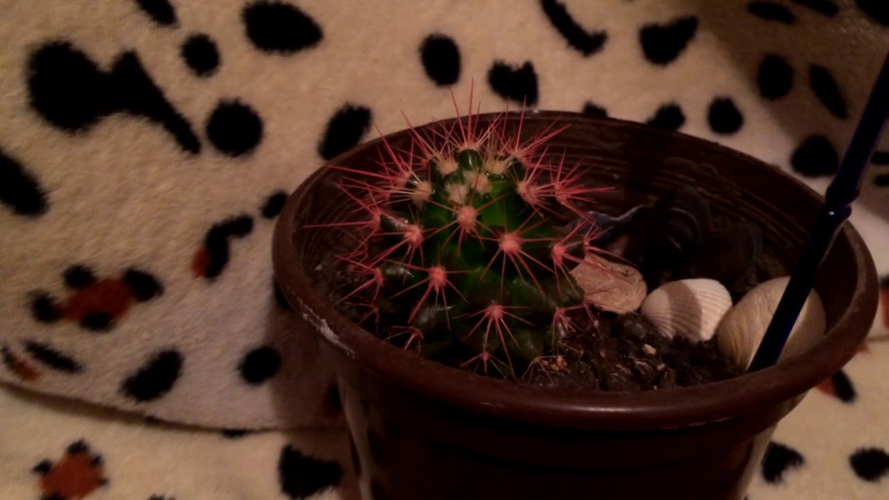Как вырастить цветной кактус? Очень просто! - YouTube