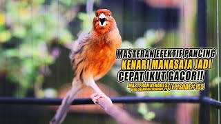 #155 Masteran Suara Burung Kenari Gacor Panjang cuit cuit Ngerol untuk Pancingan Kenari! [S2]