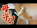 怪我をさせないように母を守り続ける柴犬が凄すぎました…