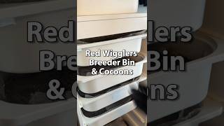 Worm Farming | Red Wigglers Breeders & Cocoons #vermicomposting