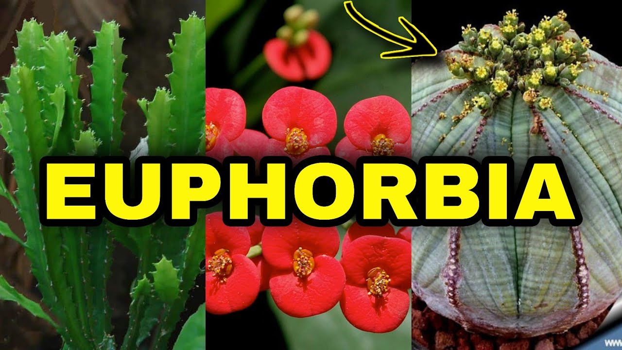 20 TIPOS DE EUPHORBIA E SEUS NOMES