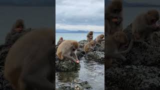 100 monkeys effect