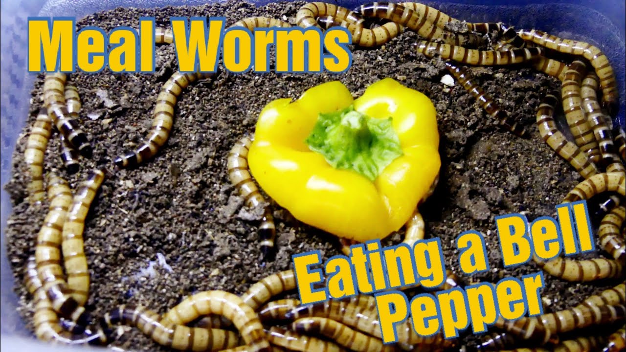 Hungry Meal Worms Eating a Bell Pepper YouTube
